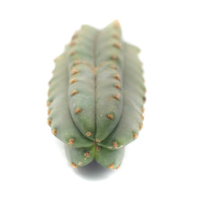 Load image into Gallery viewer, Trichocereus Pachanoi Cuttings | San Pedro Cactus Cuttings - Predominant Cultivar (PC) / Small (8-12 inch) - San Pedro Source
