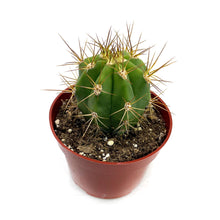 Load image into Gallery viewer, Argentine Saguaro | Trichocereus terscheckii
