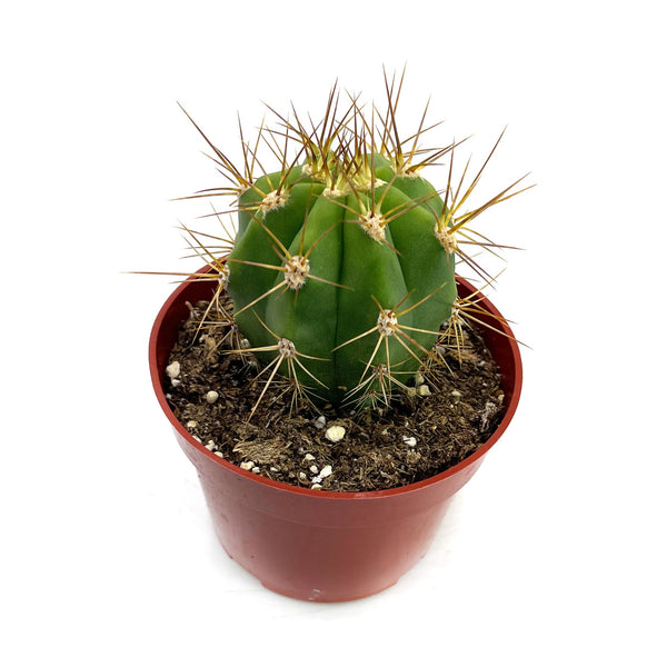 Trichocereus Terscheckii | South American Saguaro – San Pedro Source