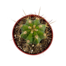 Load image into Gallery viewer, Argentine Saguaro | Trichocereus terscheckii
