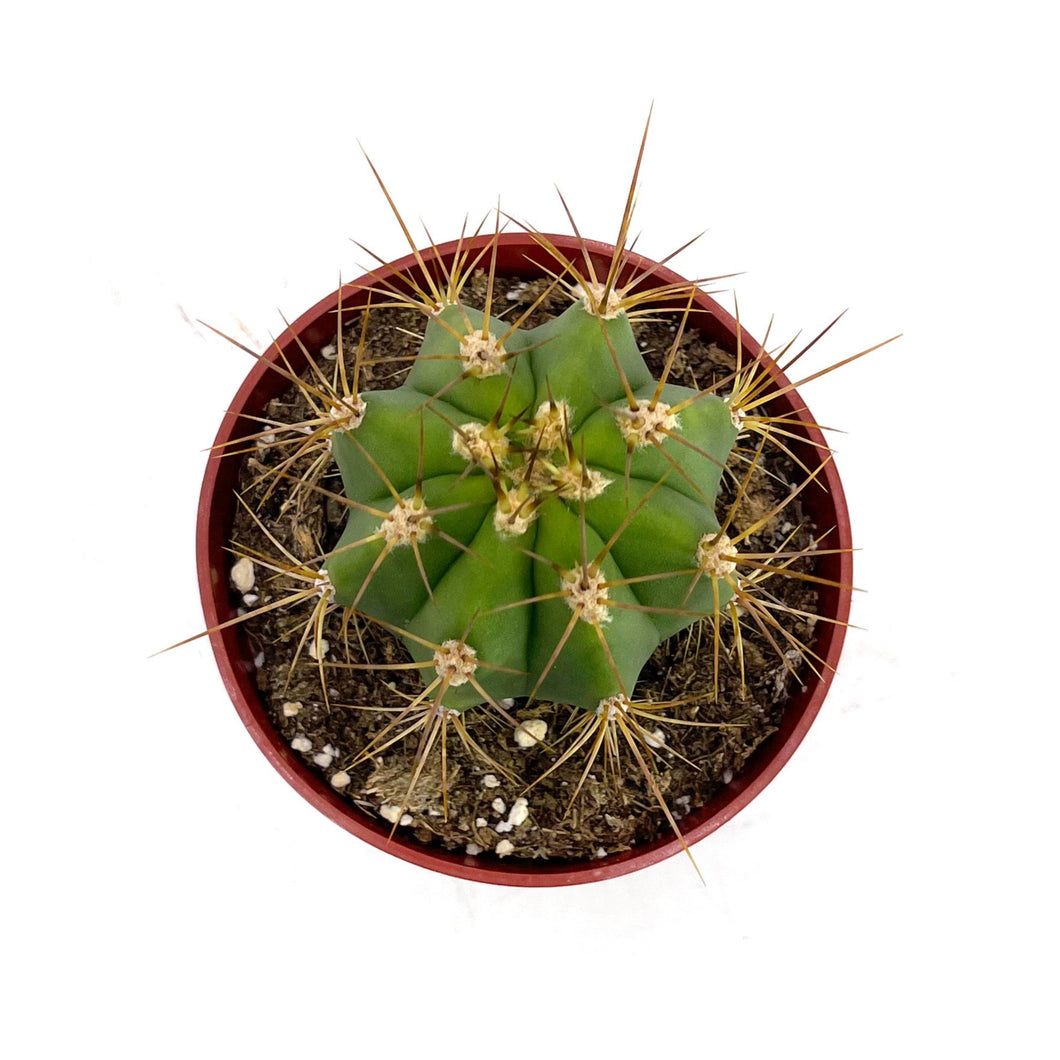 Argentine Saguaro | Trichocereus terscheckii