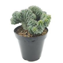 Load image into Gallery viewer, Blue Candle Crest Cactus | Myrtillocactus Geometrizans Cristata
