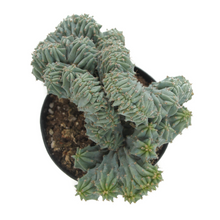 Load image into Gallery viewer, Blue Candle Crest Cactus | Myrtillocactus Geometrizans Cristata
