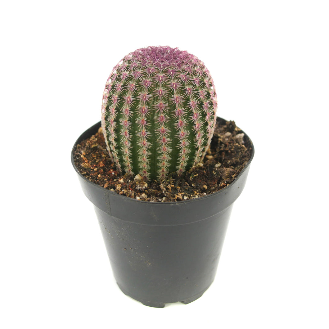 Rainbow Hedgehog Cactus | Echinocereus rigidissimus
